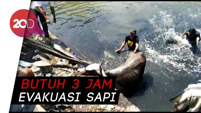 Byur! Diduga Kaget, Sapi Kurban di Semarang Nyemplung ke Kali