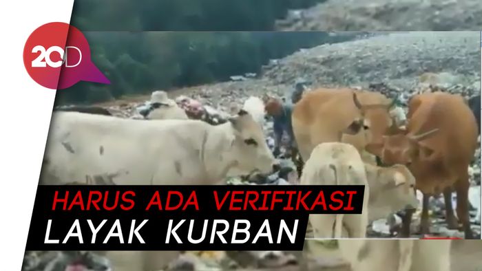 Laris-Manis Sapi Sampah dan Bahaya yang Mengintai