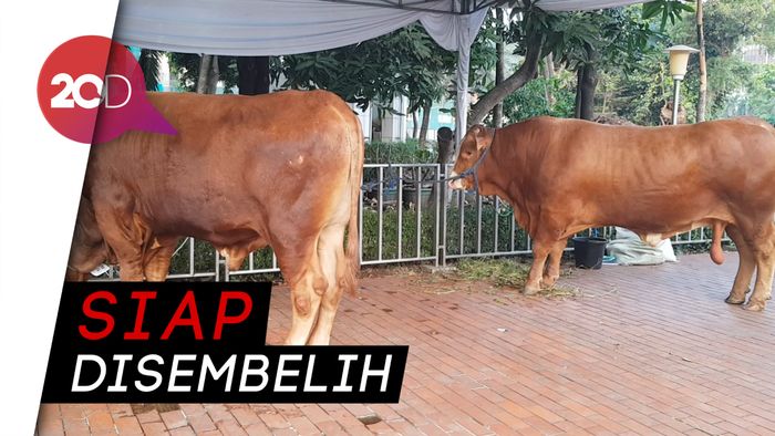 Melihat Sapi Limosin 1.7 ton Jokowi di Masjid Istiqlal 
