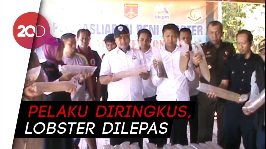 Polisi Ciduk 2 Penyelundup Ribuan Benih Lobster antar-Negara