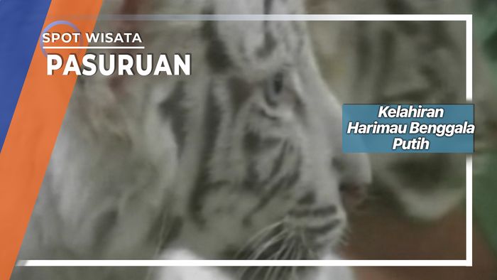 Kelahiran Harimau Putih Nan Lucu Di Prigen Pasuruan