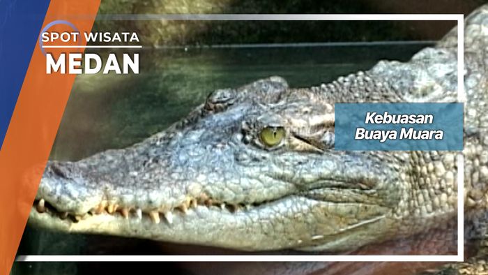 Buasnya Buaya Muara Asam Kumbang Medan