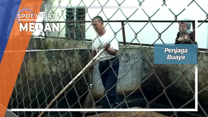 Penjaga Buaya Dengan Bermodal Tongkat Sapu Di Asam Kumbang Medan