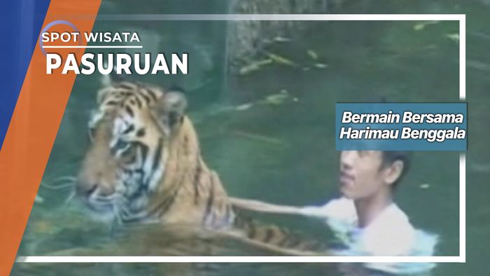 Penjaga Harimau Benggala Berenang Bersama Hewan Asuhnya Di Prigen Pasuruan