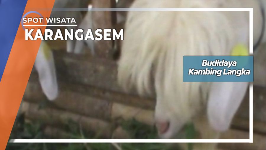 Kambing Gembrong, Persilangan Berbulu Lebat Dari Karangasem Bali