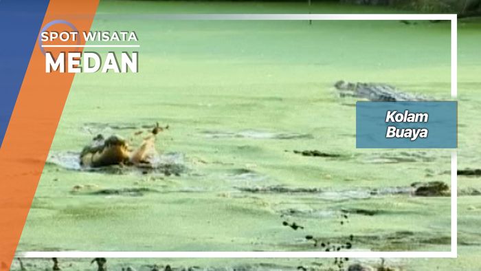 Memberi Makan Buaya Di Penangkaran Asam Kumbang Medan