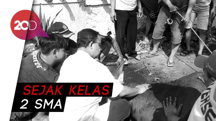Anies Sembelih Sapi Kurban Sendiri