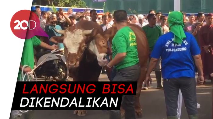 Jadi Pusat Perhatian, Sapi Milik Jokowi dan JK Sempat Beraksi