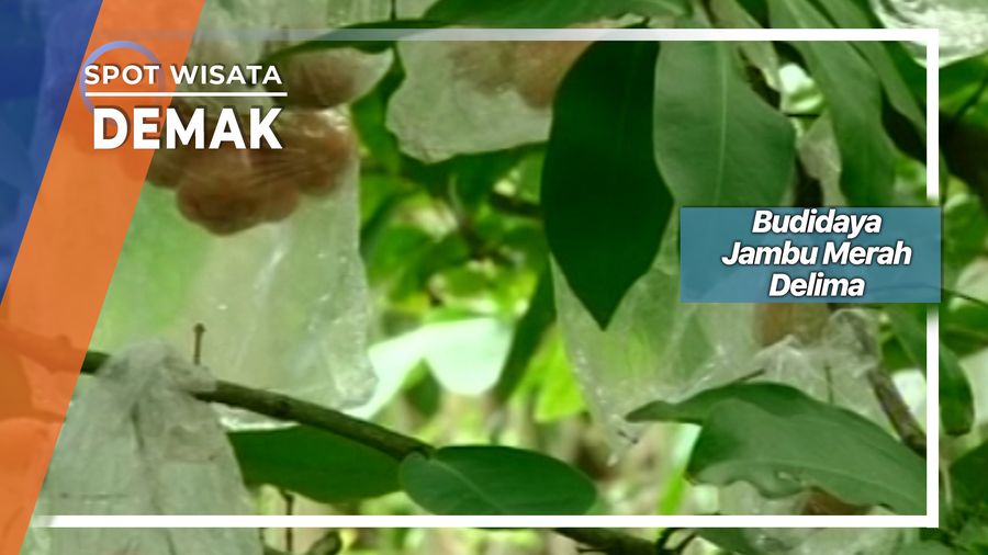 Budidaya Jambu Merah Delima Demak