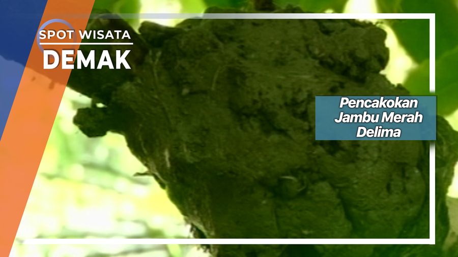 Pencakokan Jambu Merah Delima Demak