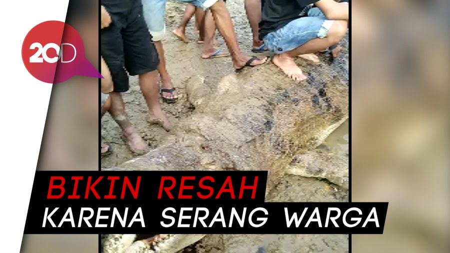 Bikin Resah, Buaya Besar Ditembak Mati Warga Jambi