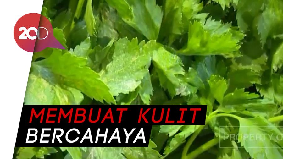 Cantik dan Sehat dengan Jus Seledri