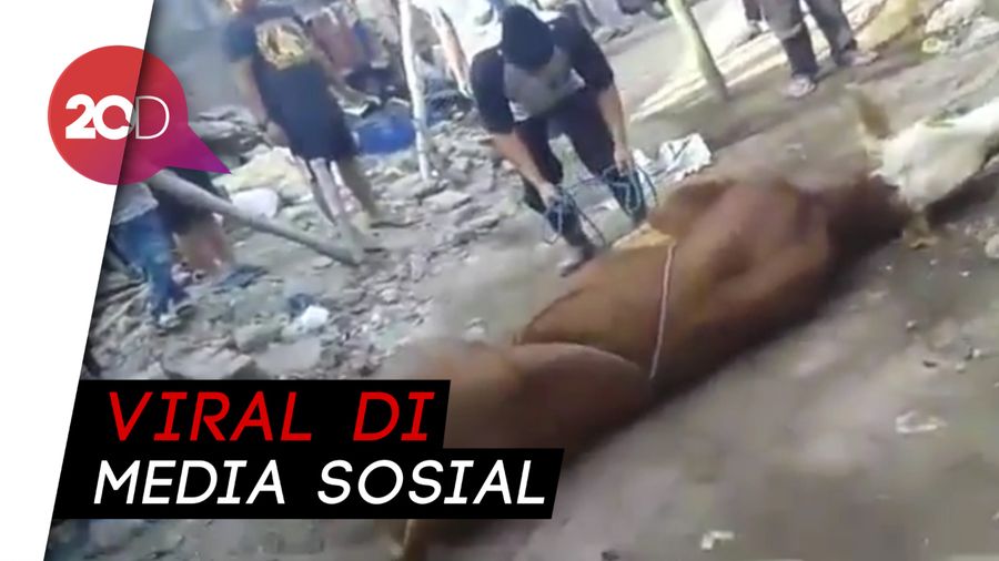 Jagal di Cimahi Meninggal Saat Hendak Sembelih Hewan Kurban