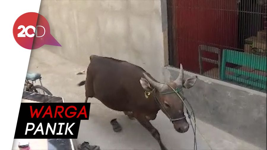 Sapi Ngamuk di Polman, Dua Motor Rusak
