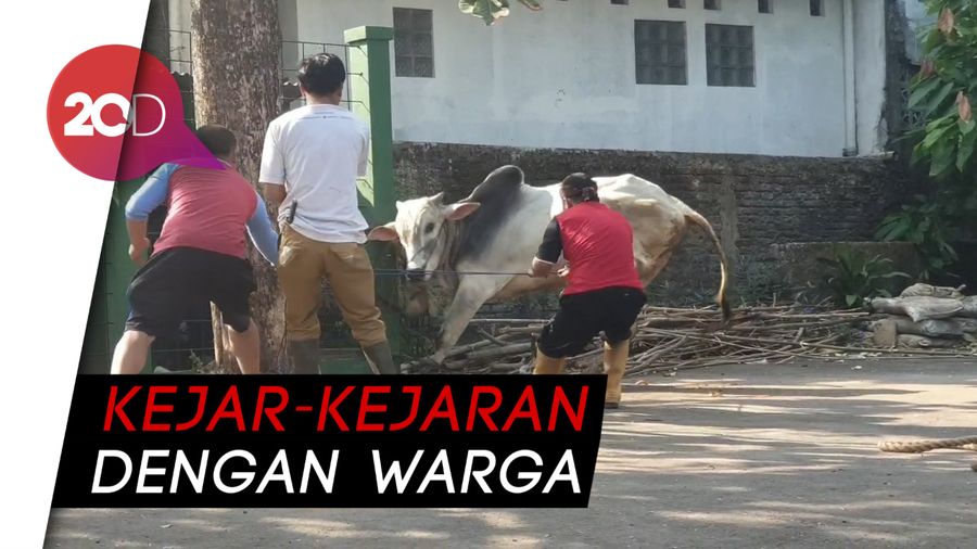 Mau Disembelih, Sapi Ngamuk Hingga Masuk Parit di Sukabumi