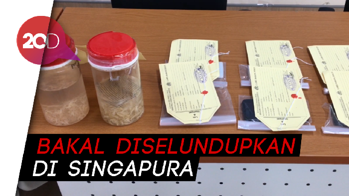 Polisi Gagalkan Penyelundupan Benih Lobster di Lampung