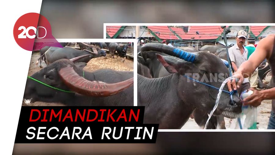 Wow! Pasar Kerbau Terbesar di Dunia Ada di Indonesia