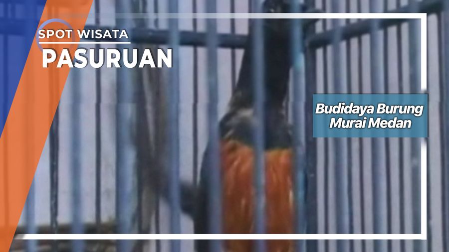 Terima Rawat Burung Murai Medan Di Desa Watestani Nguling Pasuruan