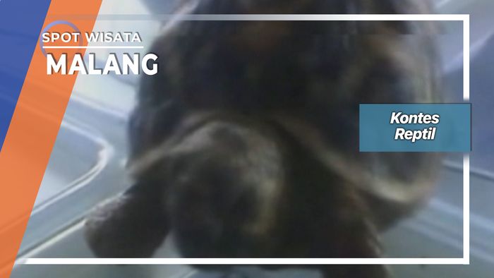 Kontes 500 Ekor Reptil Di Lapangan Rampau Malang  