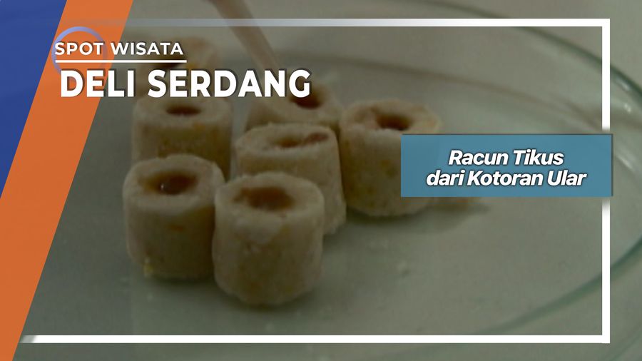 Protozoa, Sang Racun Tikus Alami Dari Penangkaran Ular Deli Sedang
