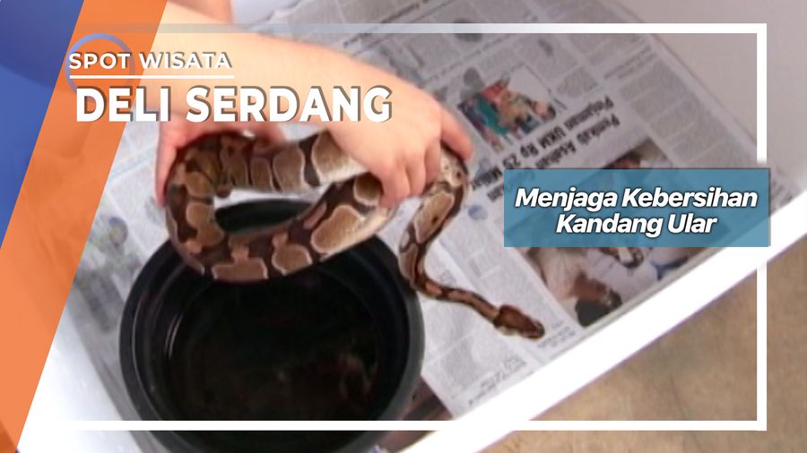 Menjaga Kebersihan Kandang Penangkaran Ular Deli Sedang    