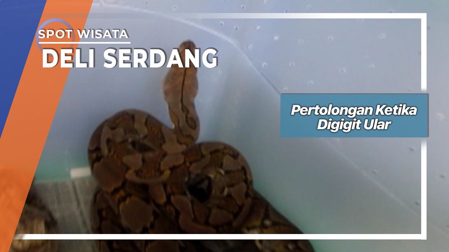 Pertolongan Pertama Gigitan Bisa Di Penangkaran Ular Deli Sedang 