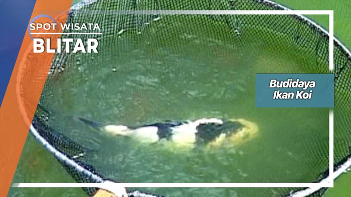 Budidaya Ikan Koi Desa Sumberingin Sanankulon Blitar 