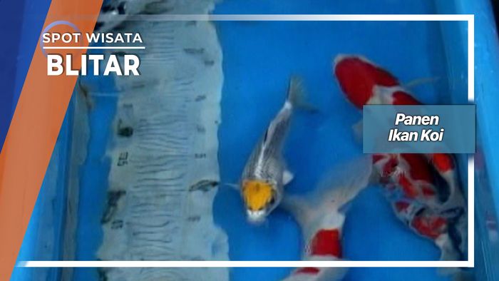 Panen Ikan Koi Kwalitas Super Desa Sumberingin Sanankulon Blitar 