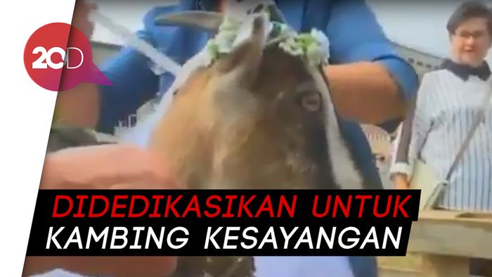 Antimainstream! Ada Kontes Kecantikan Kambing di Ukraina