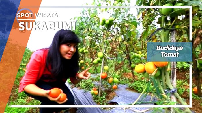 Budidaya Tomat Sukaraja Sukabumi