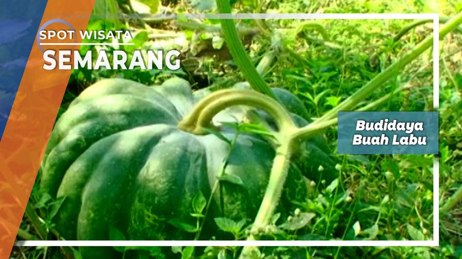 Budidaya Buah Labu Kopeng Semarang      