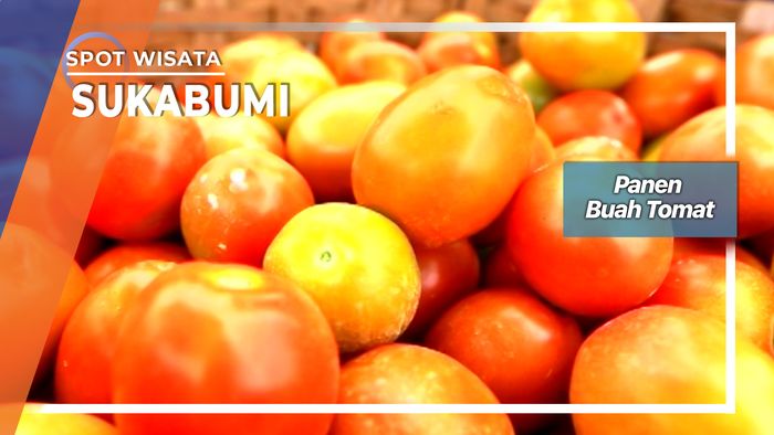 Panen Buah Tomat Sukaraja Sukabumi