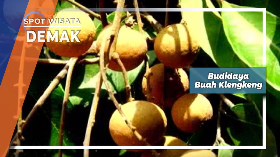 Budidaya Buah Klengkeng Itoh Desa Mlatiharjo Gajah Demak   