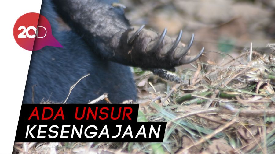 Kasihan! Beruang Madu di Riau Mati Terkena Jerat