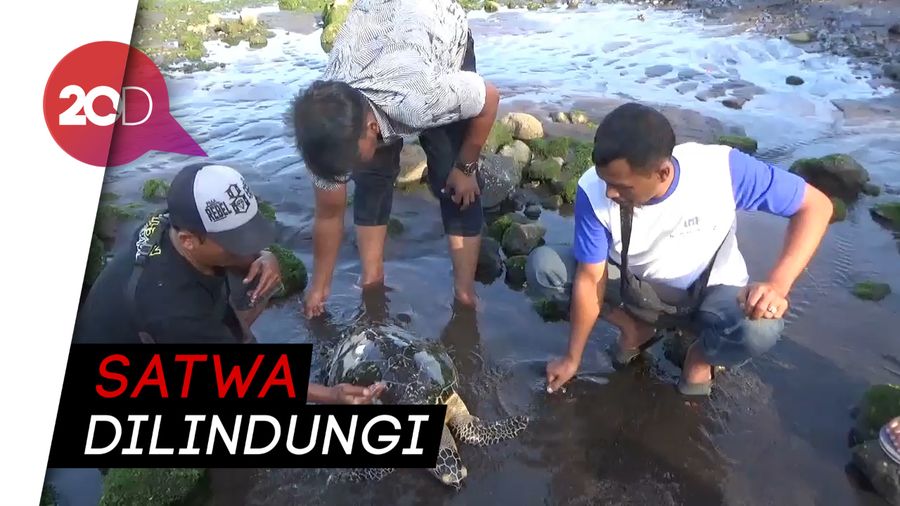 Seekor Penyu Sisik Ditemukan Mati di Pantai Cacalan Banyuwangi