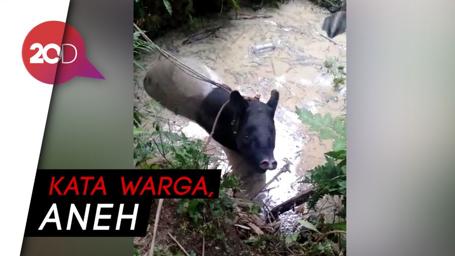 Tapir Nyasar ke Permukiman di Asahan