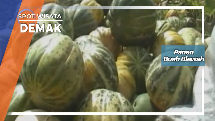 Panen Buah Blewah Desa Sedo Demak Jawa Tengah
