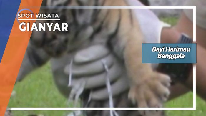 Bayi Harimau Benggala Di Gianyar Bali