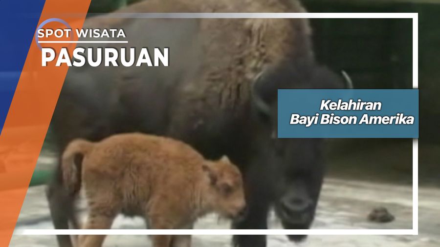 Bayi Bison Amerika Di Prigen Pasuruan 