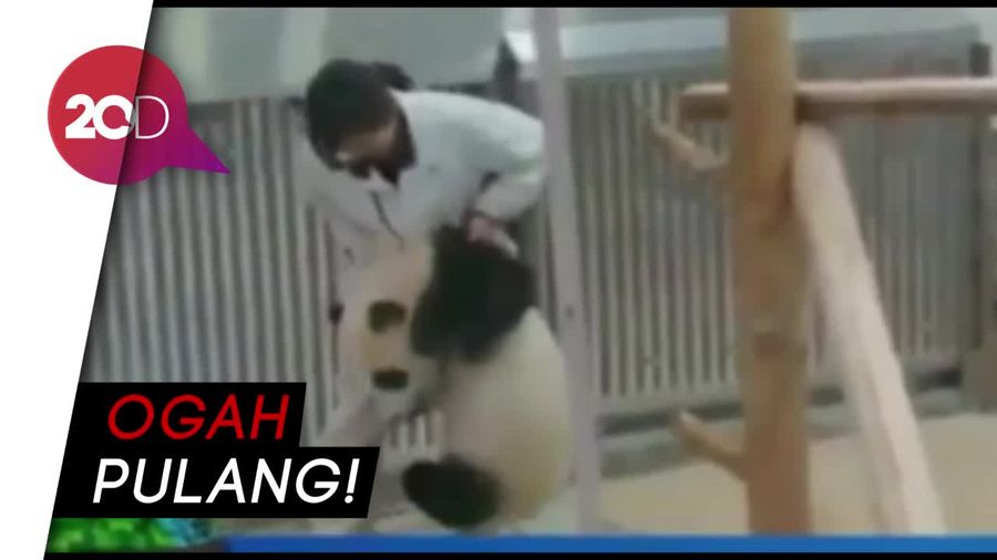 Aih! Gemasnya Lihat Tingkah Bayi Panda di Jepang   