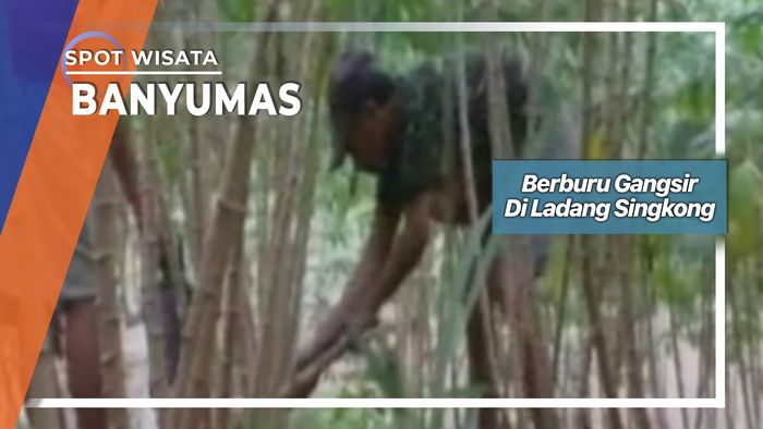 Gangsir Ajibarang Banyumas, Membuat Kicau Burung Lebih Indah
