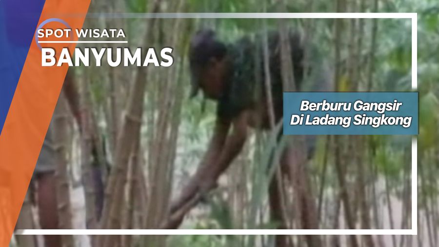 Gangsir Ajibarang Banyumas, Membuat Kicau Burung Lebih Indah