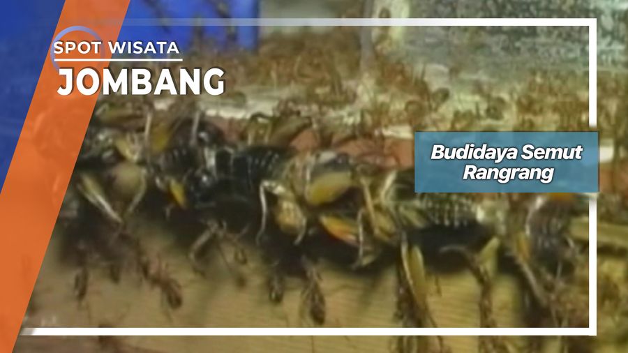 Semut Rangrang, Budidaya Pakan Burung Desa Temuwulan Perak Jombang 