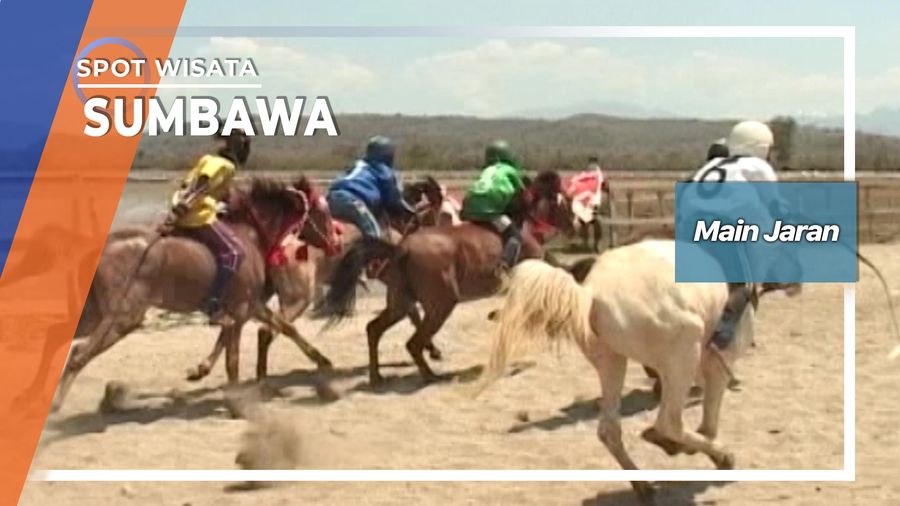 Main Jaran, Adu Ketangkasan Kuda Pacu Tanah Samawa Sumbawa   