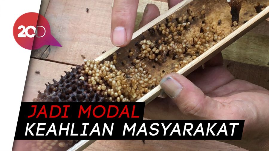 Korban Bencana Selat Sunda Diajari Ternak Lebah