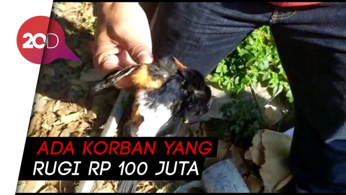 Pencuri Spesialis Burung Mewah yang Gentayangan di Garut Didor!