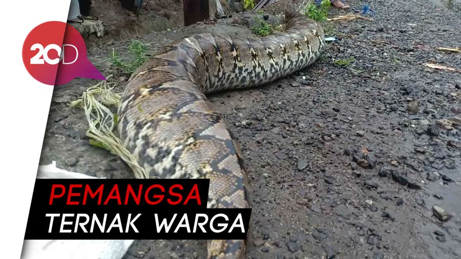 Ular Sanca 3 Meter Gegerkan Warga Parepare