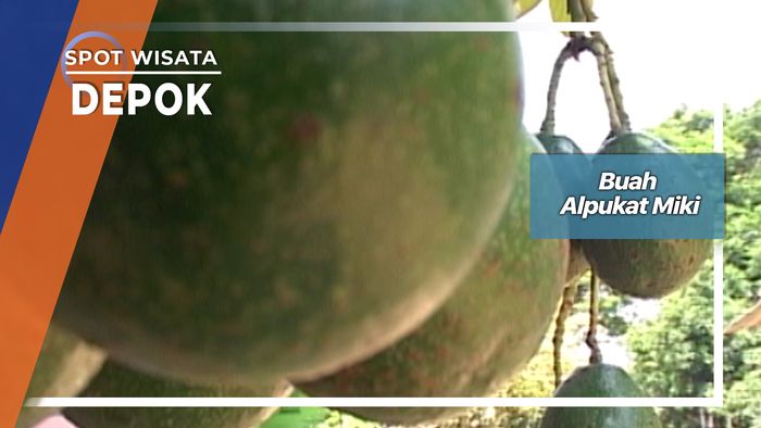 Buah Alpukat Miki, Depok