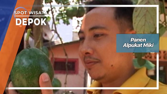 Panen Alpukat Miki, Depok