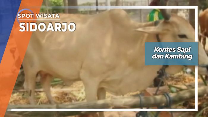 Kontes Sapi dan Kambing, Sidoarjo